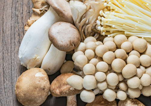 Mushroom Growing Workshop
