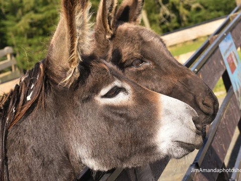 Muiravonside Farm - Farm Tour
