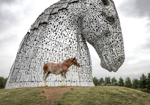 Clydesdale the Equine Legacy Project