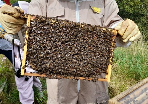 Muiravonside - Buzzing Bees 
